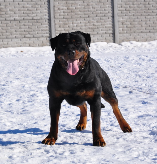 Арника Шварцер Хельд