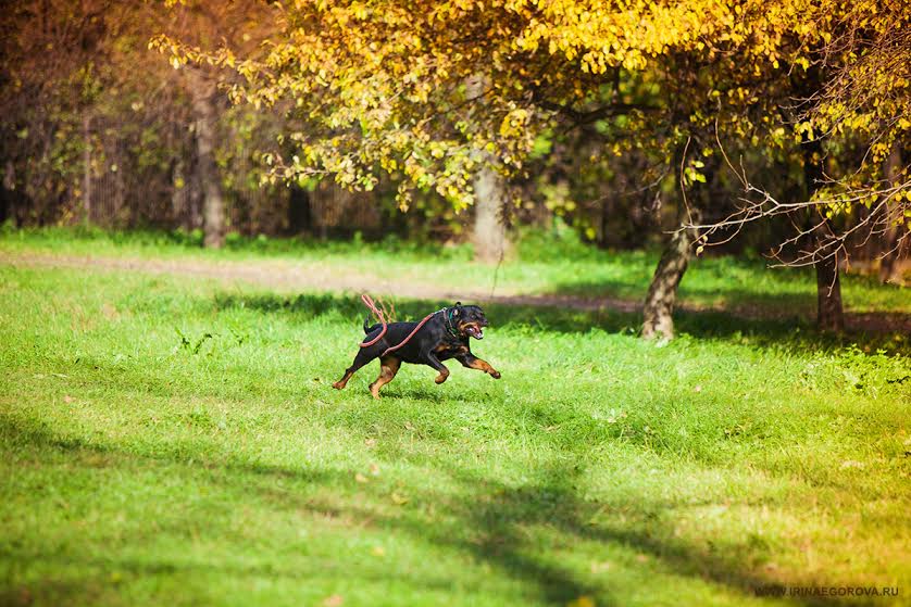 Черный Кумир Ода
