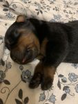 девочка, возраст 6 дней / female, 6 days