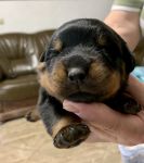 девочка, возраст 10 дней / female, 10 days