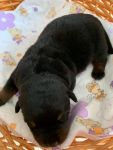 девочка, возраст 6 дней / female, 6 days