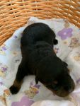 девочка, возраст 6 дней / female, 6 days