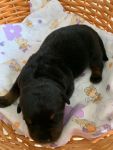 девочка, возраст 6 дней / female, 6 days