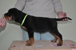 зеленая сука 2 месяца / green female 2 months old