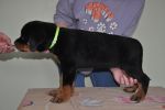 зеленая сука 2 месяца / green female 2 months old