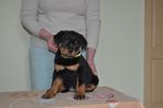 зеленая сука 2 месяца / green female 2 months old