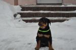 зеленая сука 2 месяца / green female 2 months old