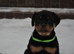 Еллета Шварцер Хельд, возраст 2 месяца / Elleta Schwarzer Held 2 months old