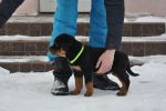 Еллета Шварцер Хельд, возраст 2 месяца / Elleta Schwarzer Held 2 months old