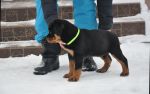 зеленая сука 2 месяца / green female 2 months old