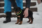 зеленая сука 2 месяца / green female 2 months old