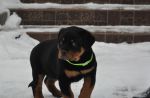 зеленая сука 2 месяца / green female 2 months old
