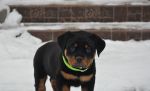 зеленая сука 2 месяца / green female 2 months old