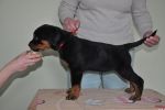 красная сука 2 месяца / red female 2 months old