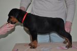 красная сука 2 месяца / red female 2 months old