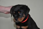 красная сука 2 месяца / red female 2 months old