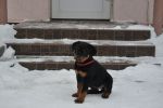 красная сука 2 месяца / red female 2 months old