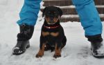 красная сука 2 месяца / red female 2 months old
