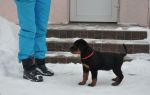 красная сука 2 месяца / red female 2 months old