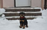 красная сука 2 месяца / red female 2 months old