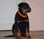 Елси 12 недель / Elsie 12 weeks old