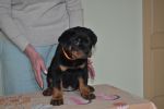 оранжевая сука 2 месяца / orange female 2 months old