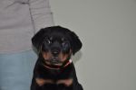 оранжевая сука 2 месяца / orange female 2 months old