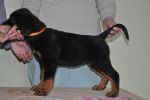 оранжевая сука 2 месяца / orange female 2 months old