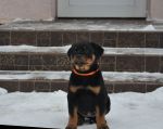 оранжевая сука 2 месяца / orange female 2 months old