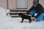 оранжевая сука 2 месяца / orange female 2 months old