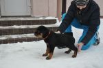 оранжевая сука 2 месяца / orange female 2 months old