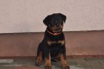 Елси 9 недель / Elsie 9 weeks old