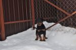 Елси 10 недель / Elsie 10 weeks old