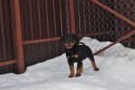 Елси 10 недель / Elsie 10 weeks old