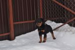 Елси 10 недель / Elsie 10 weeks old