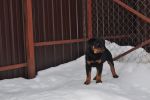 Елси 10 недель / Elsie 10 weeks old
