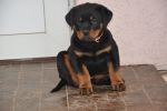 Елси 9 недель / Elsie 9 weeks old