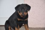 Елси 9 недель / Elsie 9 weeks old