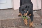 Елси 9 недель / Elsie 9 weeks old