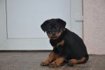 Елси 9 недель / Elsie 9 weeks old