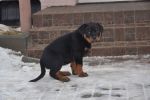 Елси 9 недель / Elsie 9 weeks old
