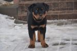 Елси 9 недель / Elsie 9 weeks old