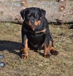 Щенкам 3-3.5 месяца