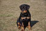 Ера Шварцер Хельд, возраст 4 месяца / Era Schwarzer Held 4 months old