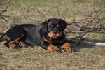 Ера Шварцер Хельд, возраст 4 месяца / Era Schwarzer Held 4 months old