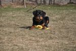 Ера Шварцер Хельд, возраст 4 месяца / Era Schwarzer Held 4 months old