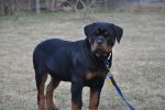 Еррол Шварцер Хельд, возраст 4 месяца / Errol Schwarzer Held 4 months old