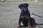 Еррол Шварцер Хельд, возраст 4 месяца / Errol Schwarzer Held 4 months old
