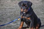 Еррол Шварцер Хельд, возраст 4 месяца / Errol Schwarzer Held 4 months old