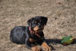 Ера Шварцер Хельд, возраст 3.5 месяца / Era Schwarzer Held 3.5 months old
